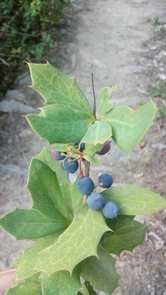 Photo of From A Hidden Home In The Hills Of Almora, Uttarakhand 10/19 by Disha Kapkoti