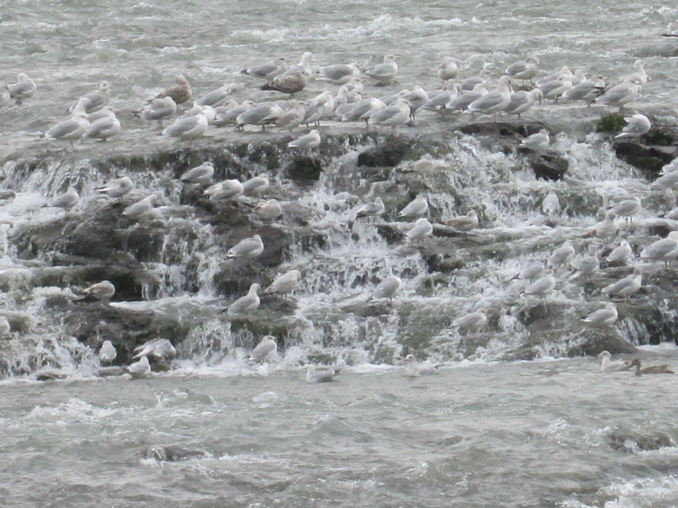 Photo of Top Things To Do At The Niagara Falls (American Side)-A Virtual Tour Guide 19/20 by Saswati Bhoi