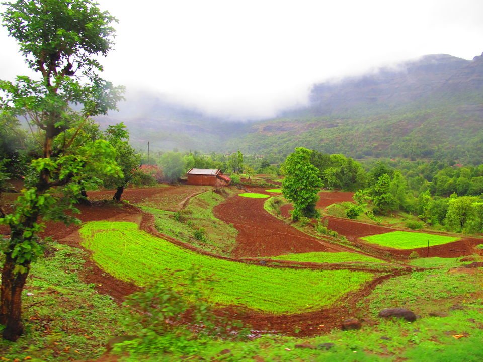 Photo of Fireflies, Camping & Bhandardara Exploration 24/27 by Kiran