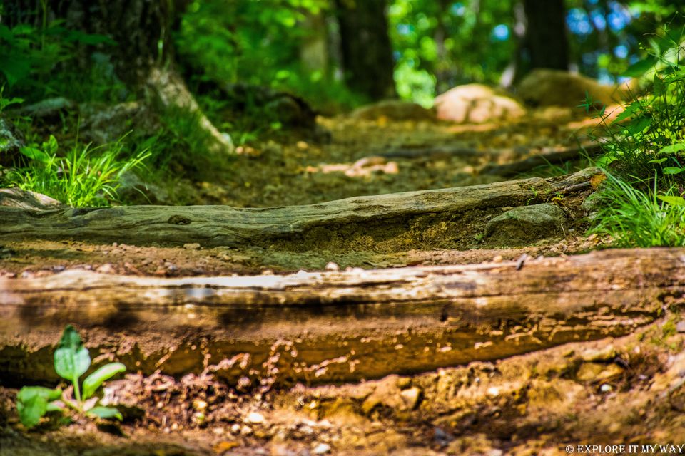 Photo of Nature’s Calling! Visit Shenandoah National Park 8/9 by Saswati Bhoi