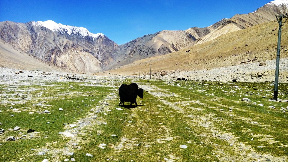 Photo of Ladakh: In the land where the journey is the destination - Srinagar, Kargil, Leh 55/87 by Priti Gupta