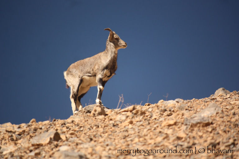 Photo of A Taste Of Spiti, Himachal 6/8 by bhavani