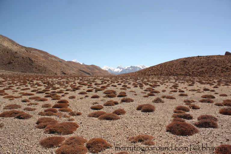 Photo of A Taste Of Spiti, Himachal 7/8 by bhavani