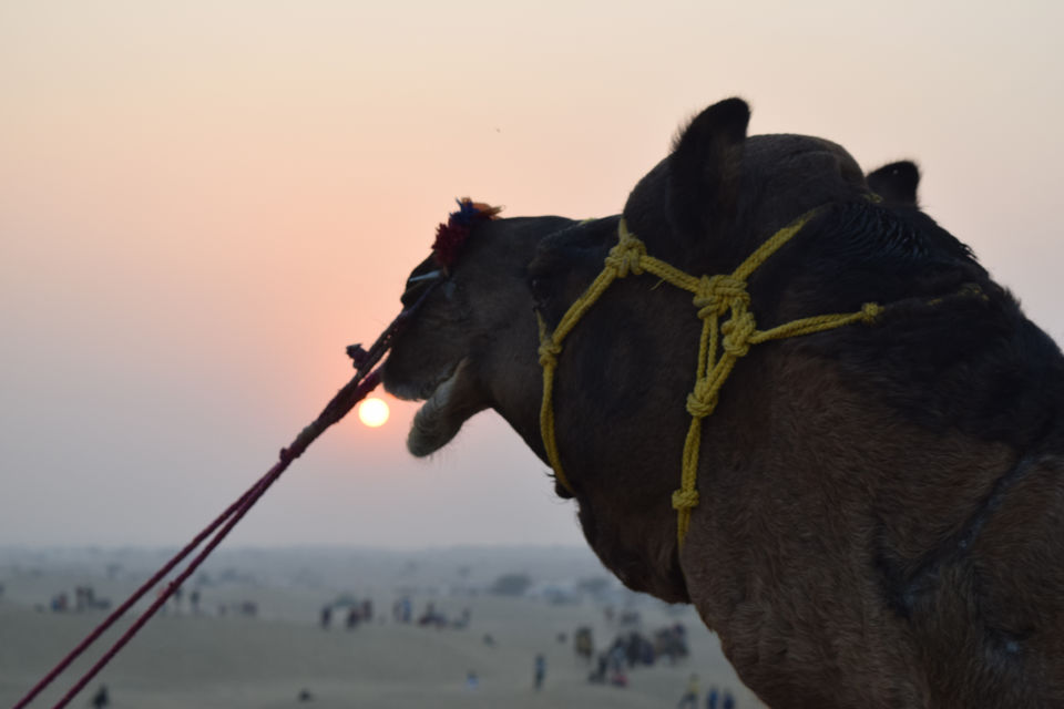 Photo of Jaisalmer - The Golden City 11/11 by Vipul Gupta 