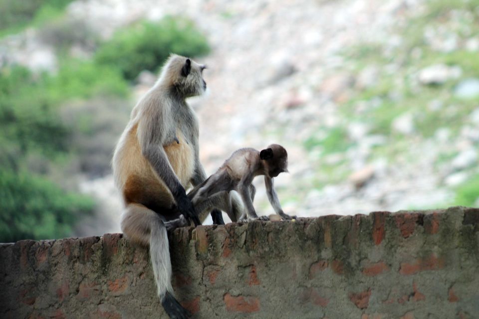 Photo of Perfect Day Trip for Family - Burja Haveli - Alwar - Rajasthan 14/21 by Shayaan Ahmad Noori