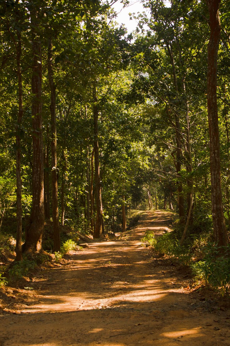 Photo of The Trip: Kuldiha Forest 4/9 by Moumita Ghorai