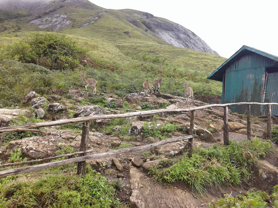 Photo of Being Wild with Nilgiri Tahr: Eravikulam National Park 11/15 by Abhinav Khurana