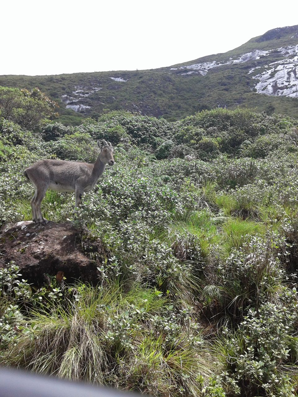 Photo of Being Wild with Nilgiri Tahr: Eravikulam National Park 12/15 by Abhinav Khurana