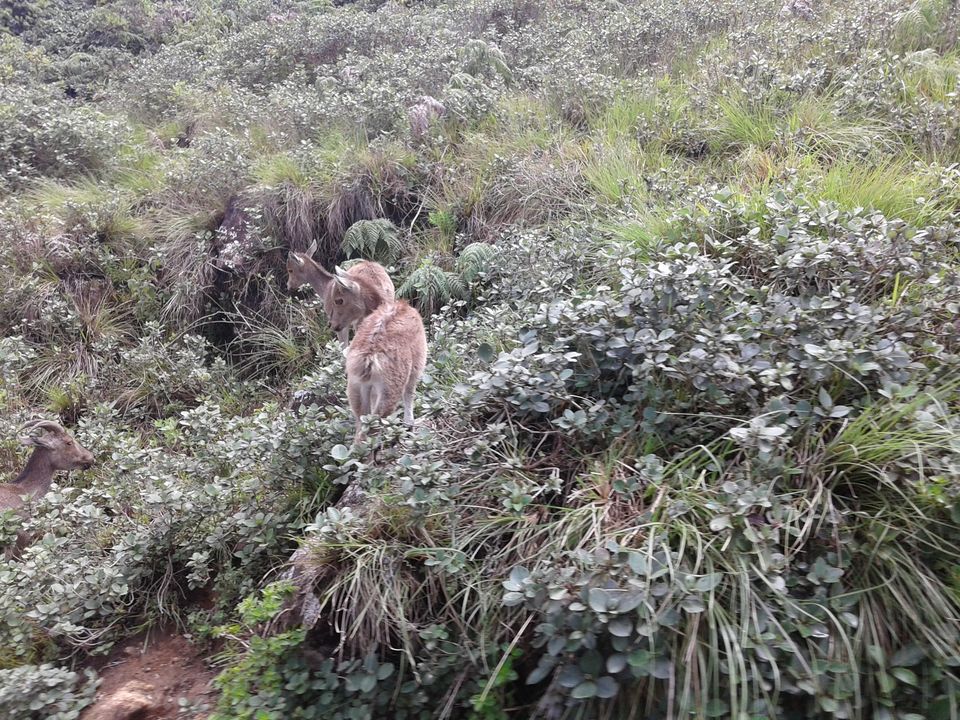 Photo of Being Wild with Nilgiri Tahr: Eravikulam National Park 13/15 by Abhinav Khurana