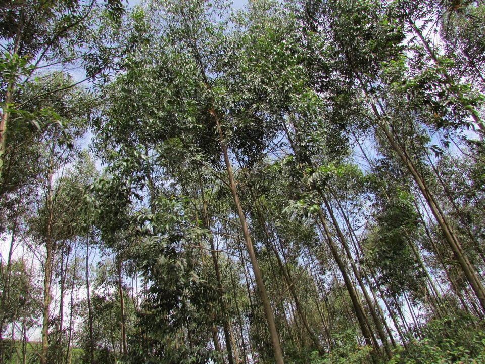 Photo of Mesmerizing Munnar (Part I) 2/5 by Mili Savani