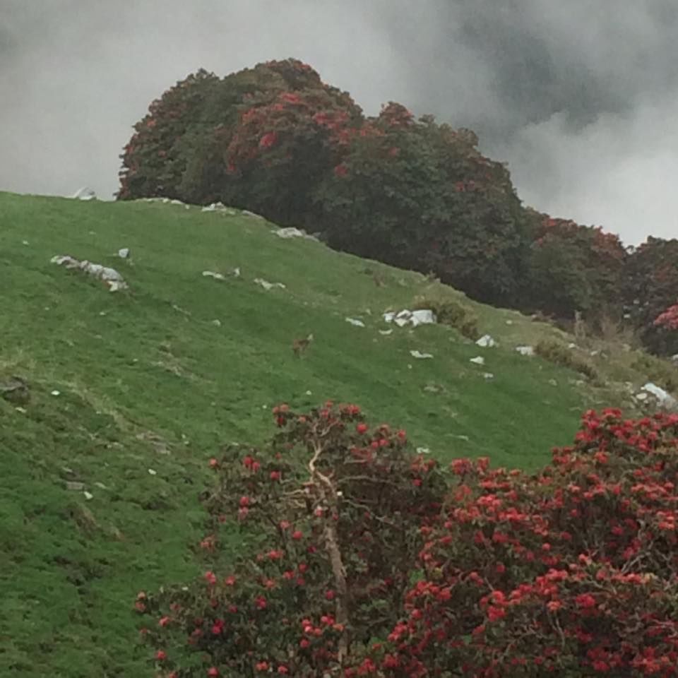 Photo of Triund - Day trek from Mcleodganj 9/9 by The Tropical River