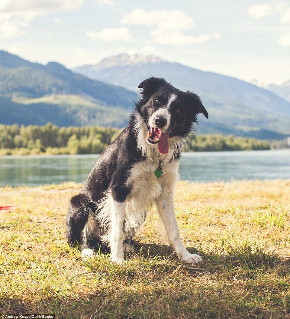 Photo of This Photographer is Travelling the World to Hide His Dog. Can You Find Him? 15/15 by Sreshti Verma