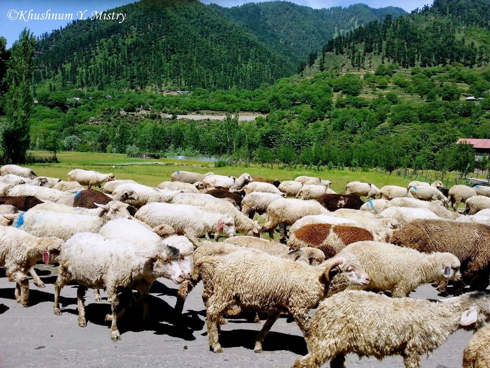 Photo of Pahalgam – The valley of shepherds 1/12 by Trace My Wandering Footsteps