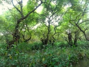 Photo of Ratargul Swap Forest: The Desi Amazon 5/5 by Shyikh Mahdi