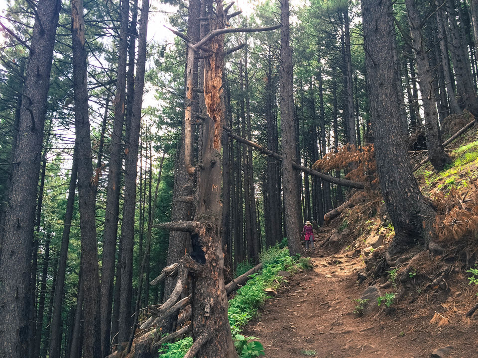 Photo of Kashmir Great Lakes trek: How to do, Itinerary, Cost, Route 6/8 by Himani Khatreja