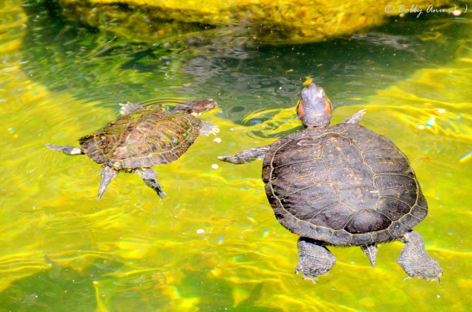 Photo of A day to Genting Highlands, City of Entertainment 17/31 by Bobby