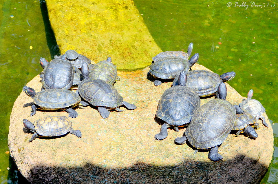 Photo of A day to Genting Highlands, City of Entertainment 18/31 by Bobby