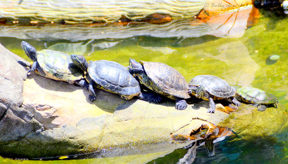 Photo of A day to Genting Highlands, City of Entertainment 19/31 by Bobby