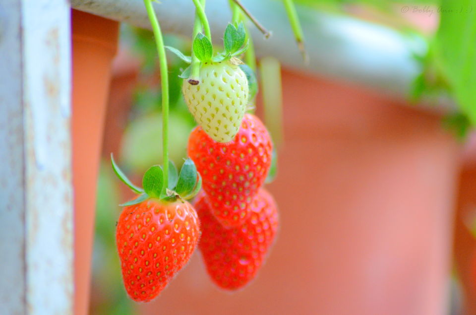 Photo of Visit to Cameron Highlands, Malaysia's most extensive Hillstation 6/31 by Bobby
