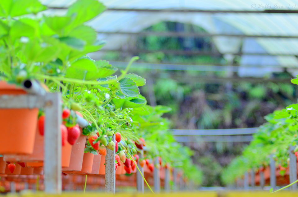 Photo of Visit to Cameron Highlands, Malaysia's most extensive Hillstation 7/31 by Bobby