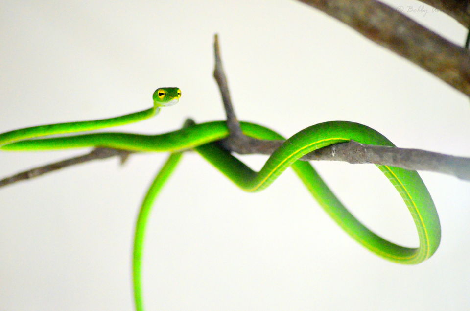 Photo of Visit to Cameron Highlands, Malaysia's most extensive Hillstation 10/31 by Bobby