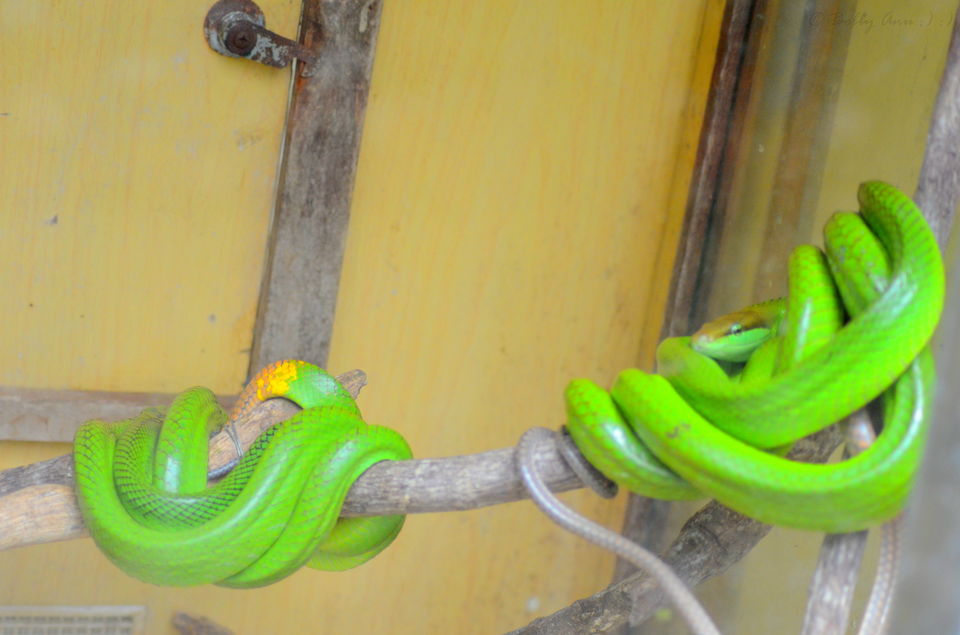 Photo of Visit to Cameron Highlands, Malaysia's most extensive Hillstation 11/31 by Bobby