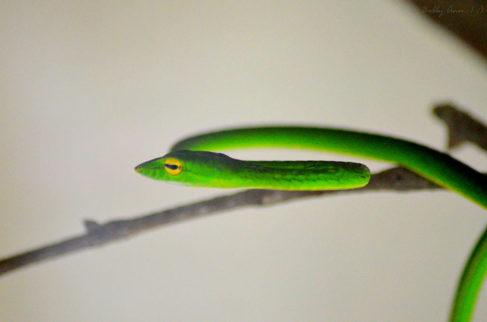 Photo of Visit to Cameron Highlands, Malaysia's most extensive Hillstation 13/31 by Bobby