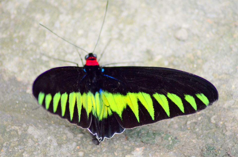 Photo of Visit to Cameron Highlands, Malaysia's most extensive Hillstation 14/31 by Bobby