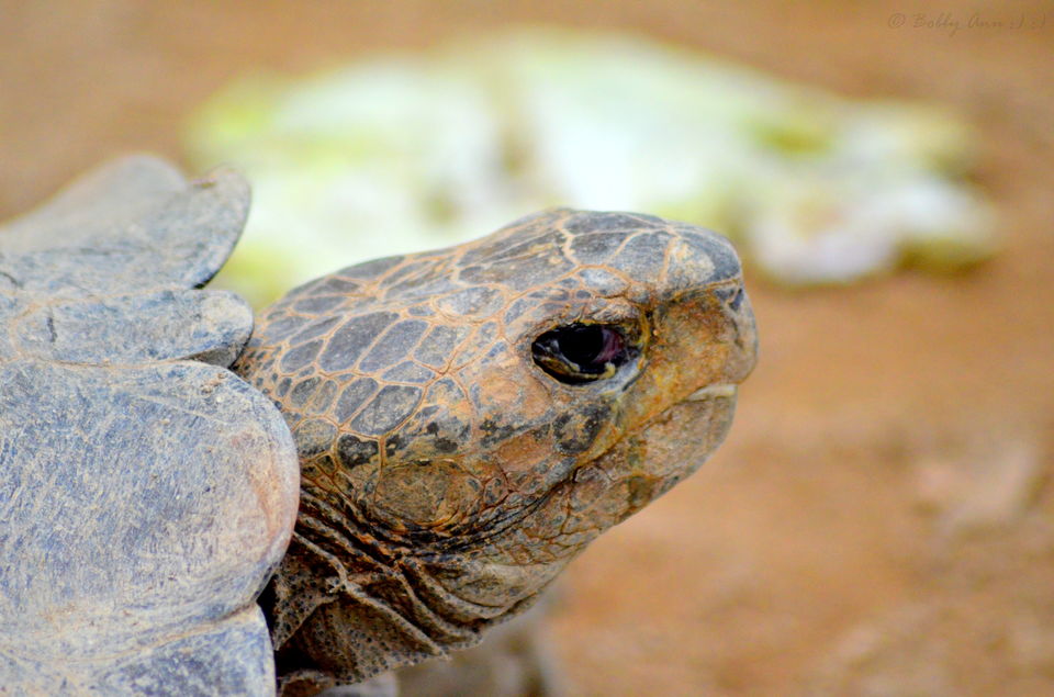 Photo of Visit to Cameron Highlands, Malaysia's most extensive Hillstation 15/31 by Bobby