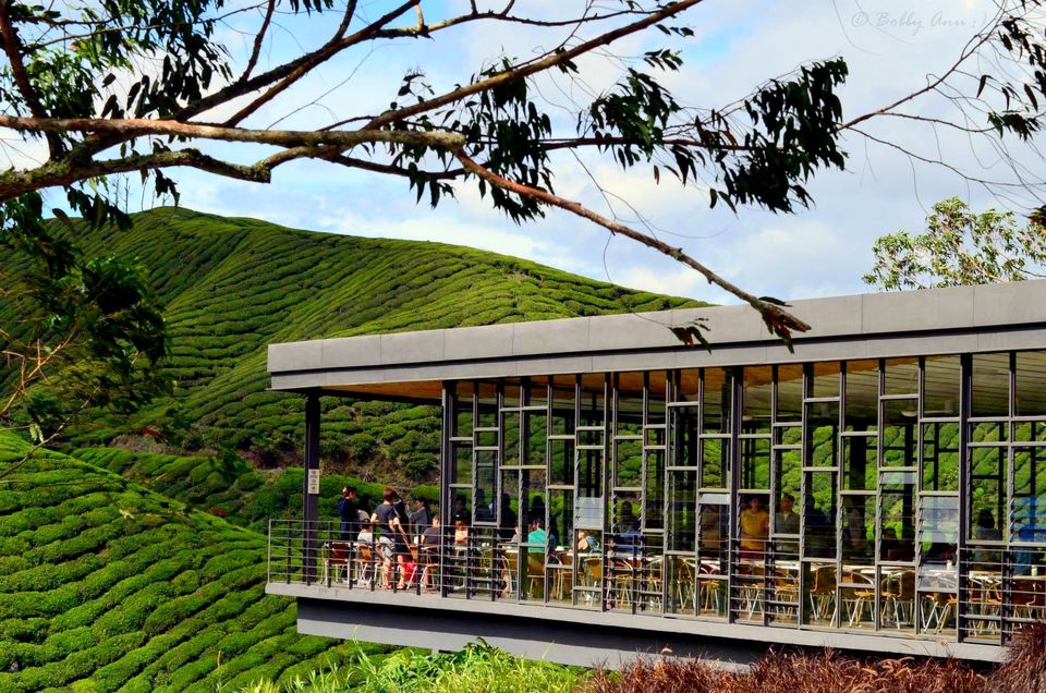 Photo of Visit to Cameron Highlands, Malaysia's most extensive Hillstation 19/31 by Bobby