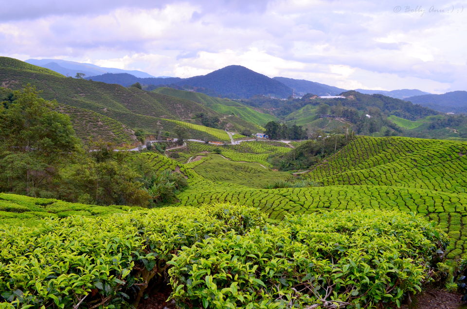 Photo of Visit to Cameron Highlands, Malaysia's most extensive Hillstation 20/31 by Bobby