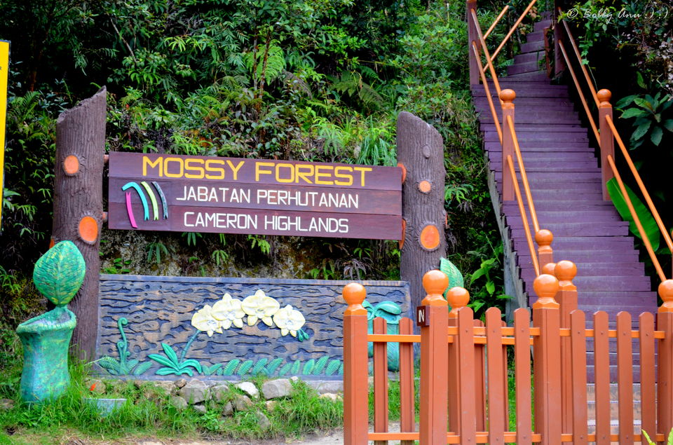 Photo of Visit to Cameron Highlands, Malaysia's most extensive Hillstation 21/31 by Bobby