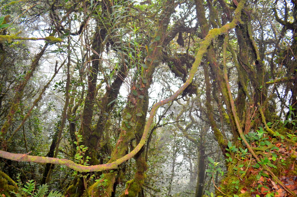 Photo of Visit to Cameron Highlands, Malaysia's most extensive Hillstation 25/31 by Bobby