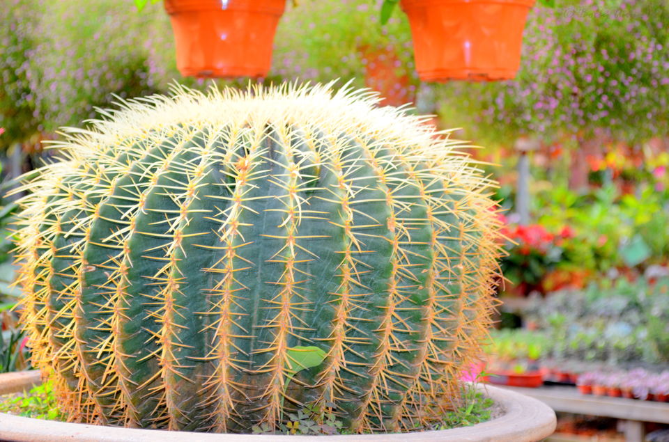 Photo of Visit to Cameron Highlands, Malaysia's most extensive Hillstation 8/31 by Bobby
