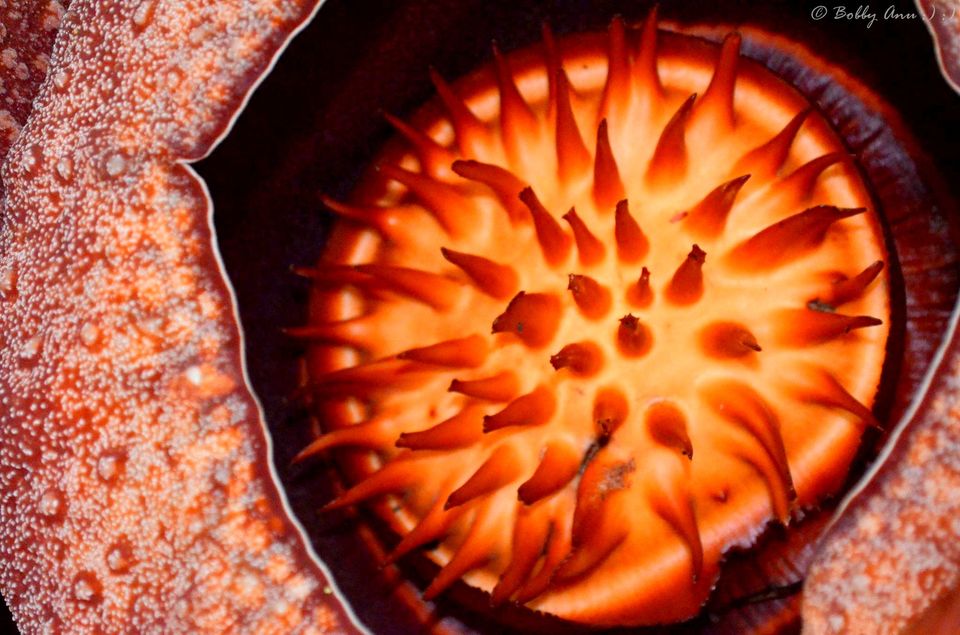 Photo of Visit to Cameron Highlands, Malaysia's most extensive Hillstation 29/31 by Bobby