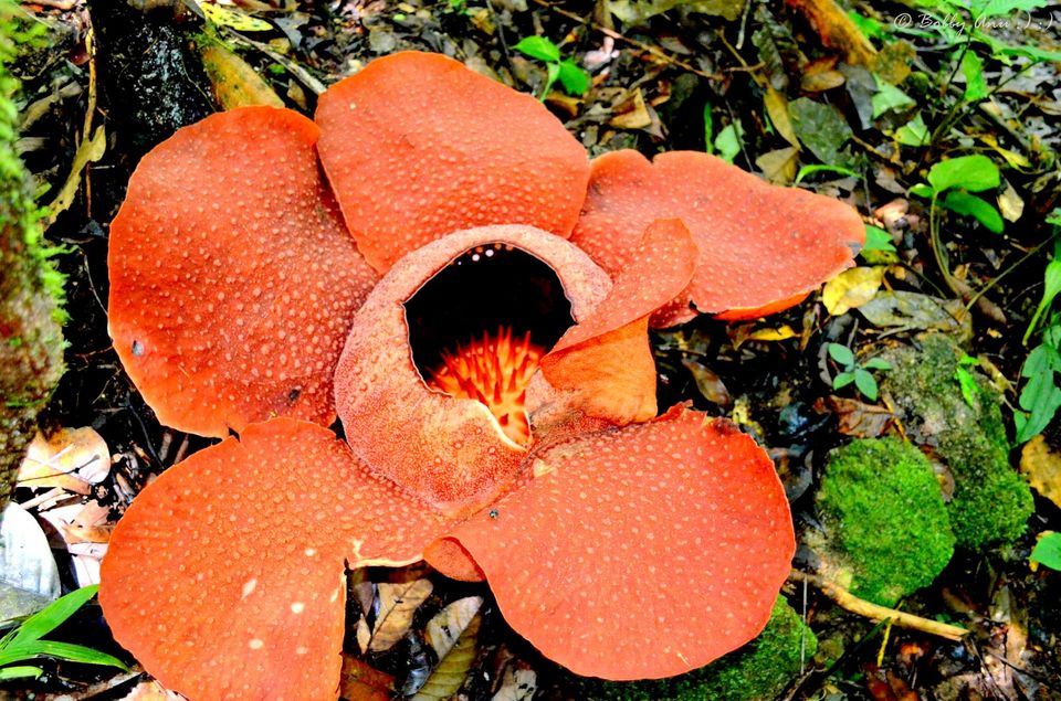 Photo of Visit to Cameron Highlands, Malaysia's most extensive Hillstation 31/31 by Bobby