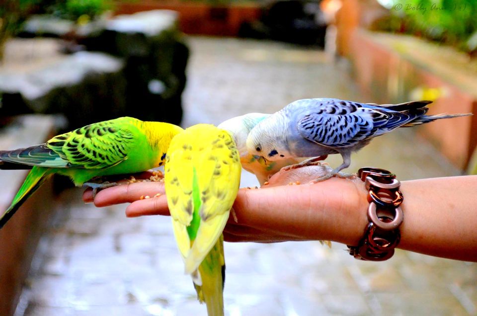 Photo of Exploring Langkawi, the jewel of Kedah in Malaysia 25/38 by Bobby