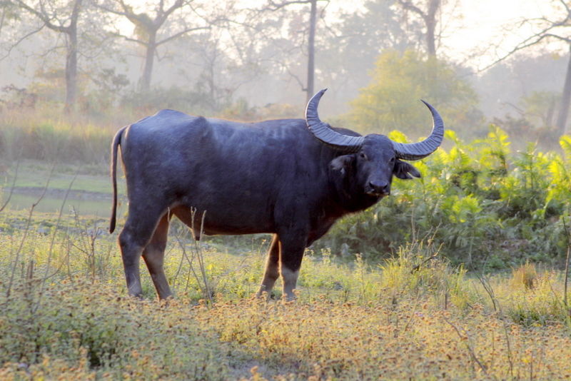 Photo of Graduation Trip to Kaziranga 76/85 by Nabarun Paul