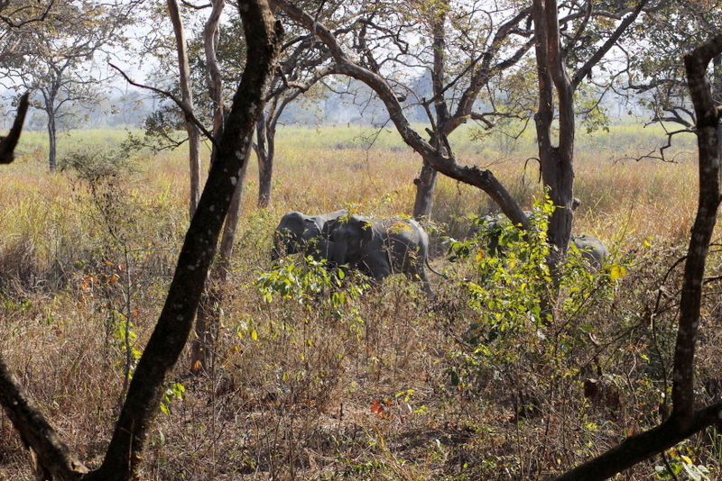 Photo of Graduation Trip to Kaziranga 79/85 by Nabarun Paul