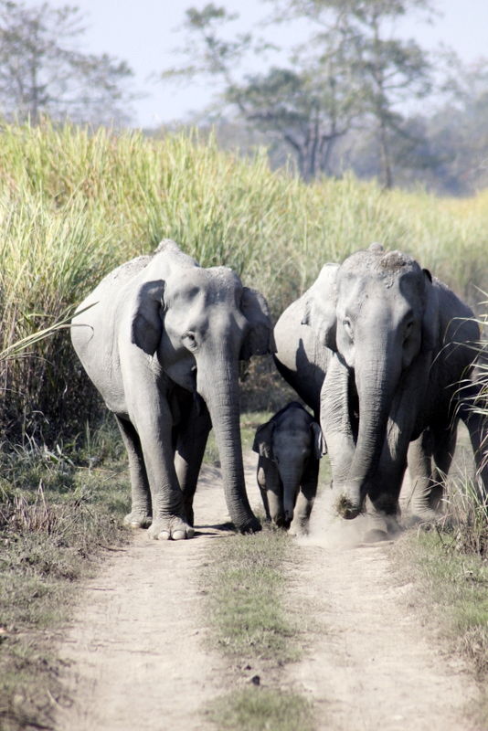 Photo of Graduation Trip to Kaziranga 80/85 by Nabarun Paul