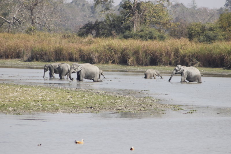 Photo of Graduation Trip to Kaziranga 81/85 by Nabarun Paul