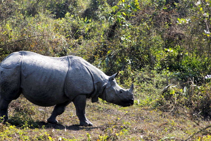 Photo of Graduation Trip to Kaziranga 82/85 by Nabarun Paul