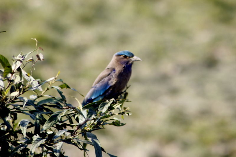 Photo of Graduation Trip to Kaziranga 83/85 by Nabarun Paul