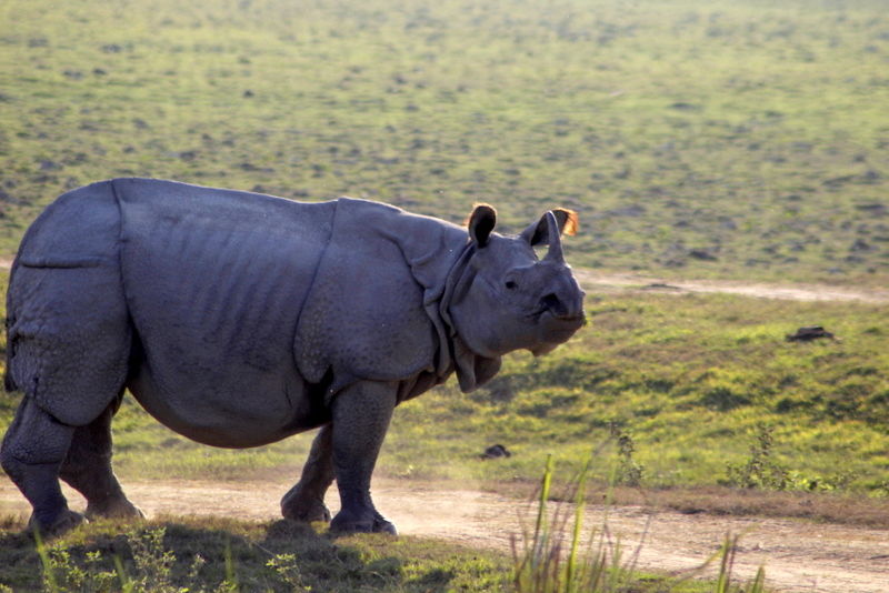 Photo of Graduation Trip to Kaziranga 84/85 by Nabarun Paul
