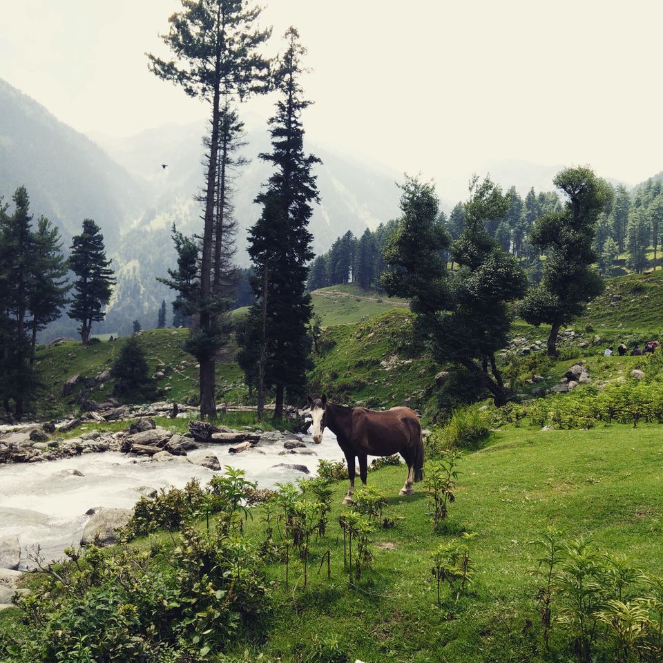 Photo of Kashmir – A traveller's dream 33/46 by Shruti Sidhan