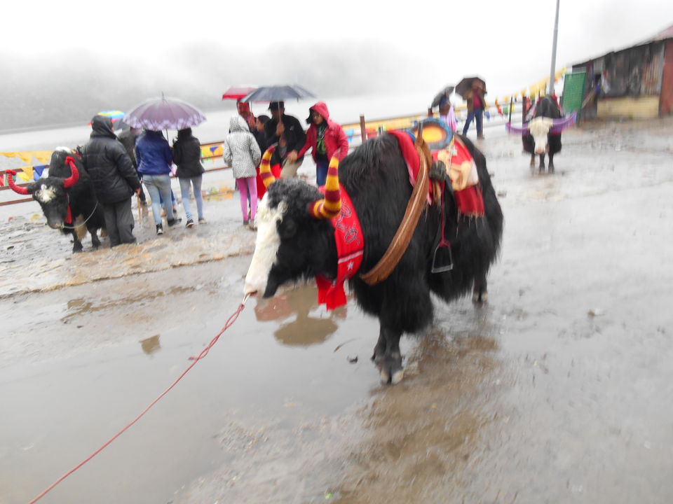 Photo of A solo female traveller in the heaven of Sikkim and Darjeeling 10/14 by Upasana Jaiswal