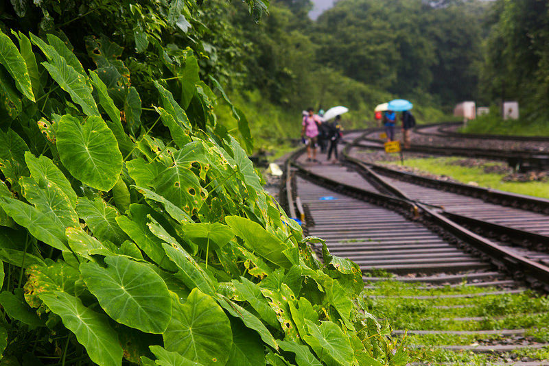 Photo of 11 Photographs That Will Show You How Beautiful India Is During The Monsoon 12/12 by Disha Kapkoti