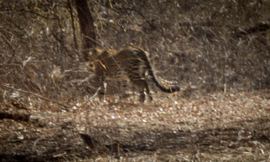 Photo of The Wanderlust: Ahmedabad, Gir & Diu, Part: 2 13/15 by Ashish