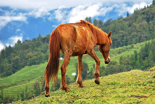 Photo of 9 Best Hill Stations In India That Beat Any Exotic Summer Destination Abroad 8/9 by Gunjan Upreti