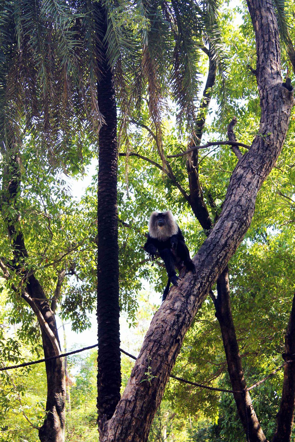 Photo of My trip to Chhatbir Zoo - adjacent to Chandigarh - Haryana - India 5/12 by Shayaan Ahmad Noori